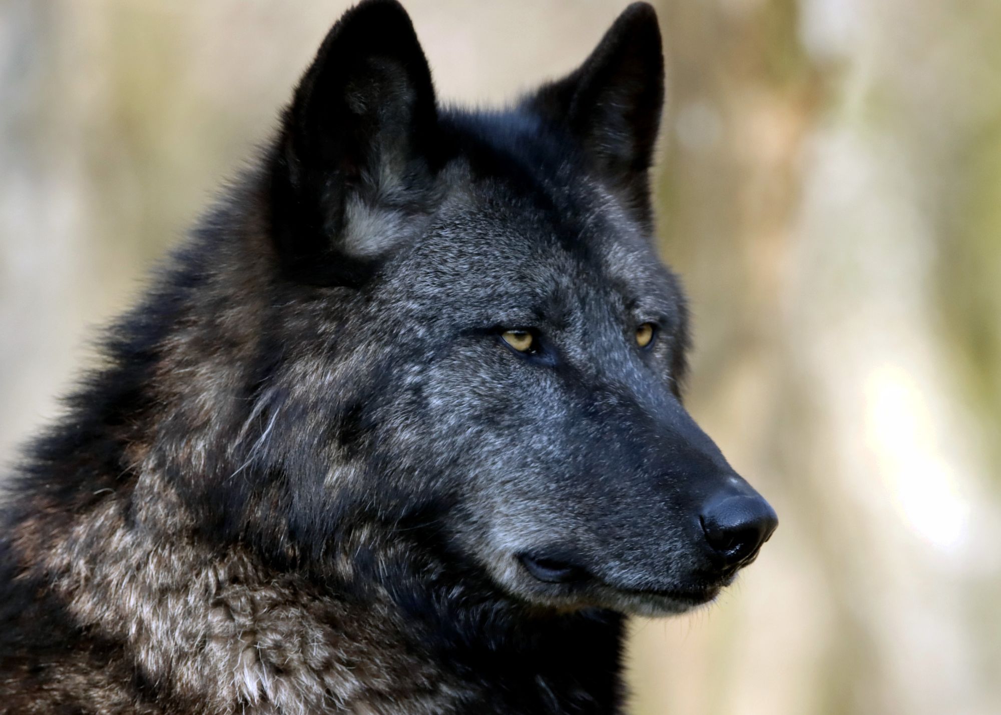 Black Wolf Dog Origins Traits Care Living Tiny With A Wolf Black Wolf Dog Origins Traits Care Living Tiny With A Wolf