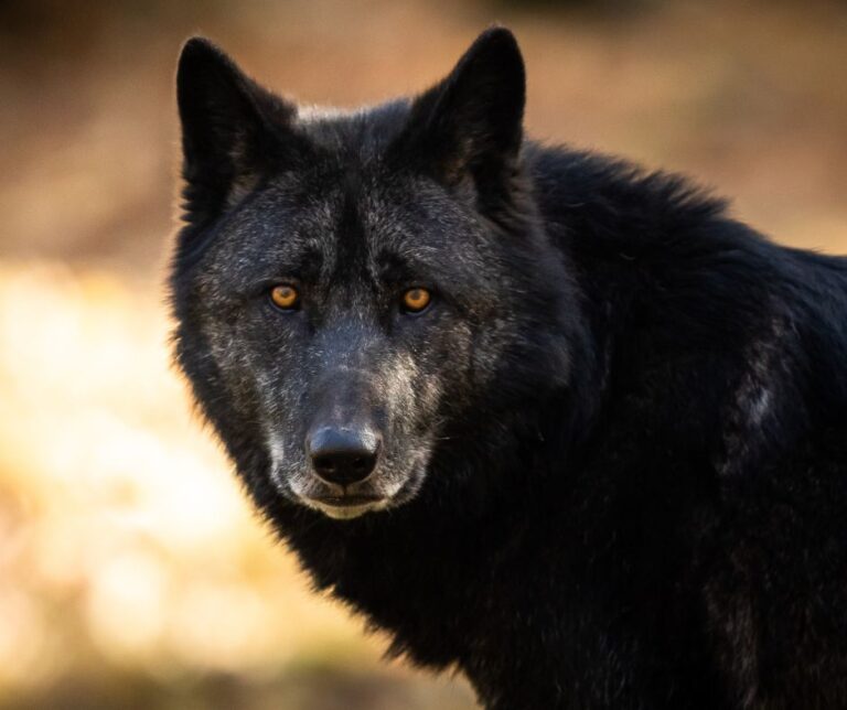 Black Wolf Dog (Origins, Traits + Care)