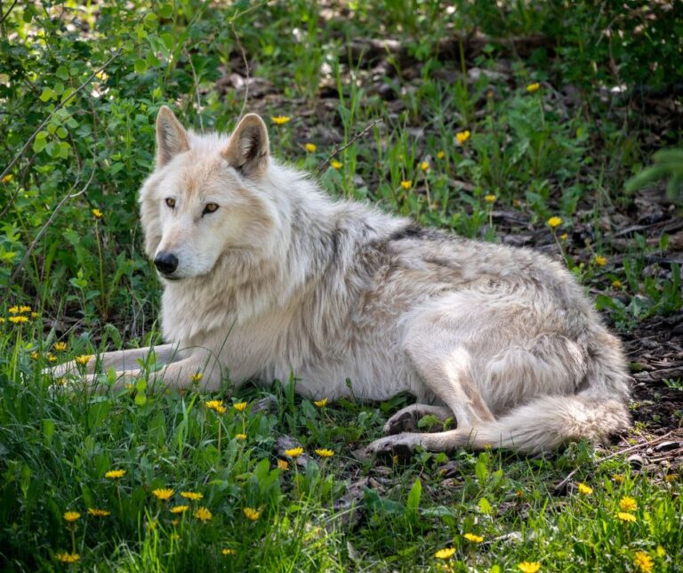 Owning A High Content Wolf Dog (Traits, Training & Care)