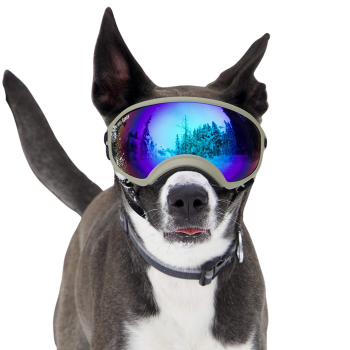 Rex-specks-dog-goggles